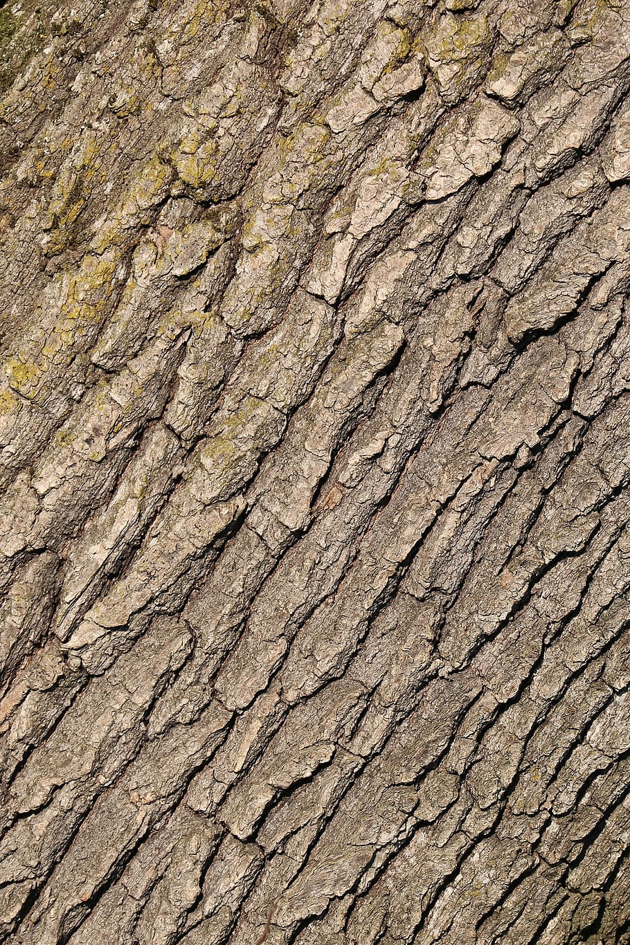 tree bark, forest, nature, pattern, structure, brown, texture HD wallpaper