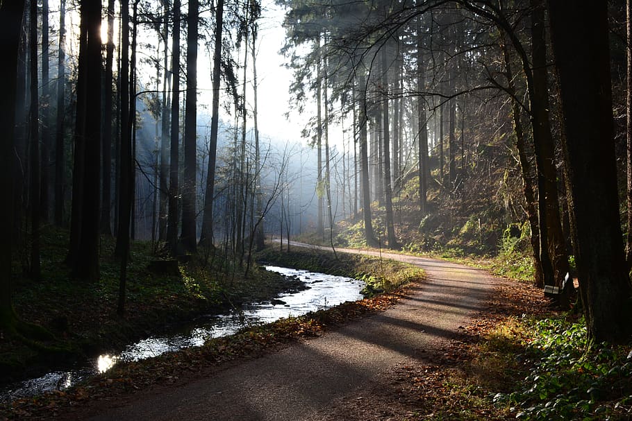 trees, forest, road, river, sunshine, fog, plant, land, tranquility HD wallpaper