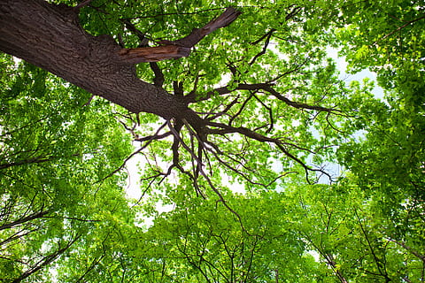 tree, forest, plants, green, park, trunk, wild, dream, summer HD wallpaper