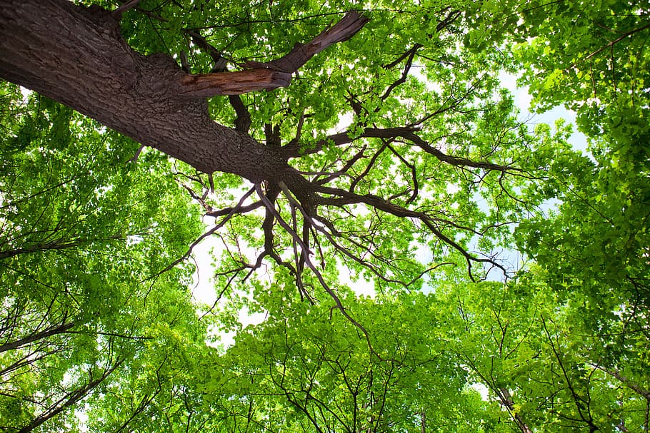 tree, forest, plants, green, park, trunk, wild, dream, summer HD wallpaper