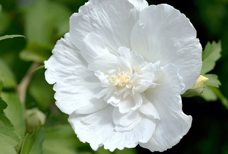 flower, bloom, white, hibiscus, garden, flowering plant, beauty in nature HD wallpaper