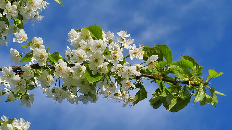 cherry, flowers, spring, april, garden, the plot, nature, tree HD wallpaper