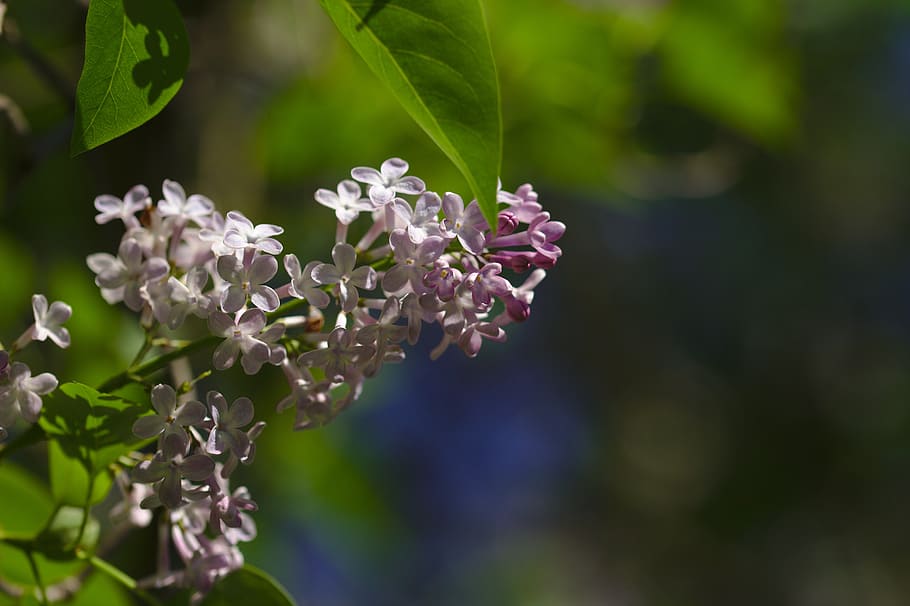 lilac, mov, blooming, spring, petals, nature, flower, flowering plant HD wallpaper