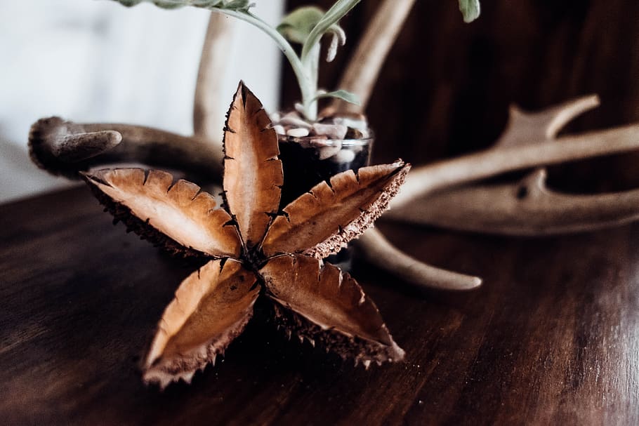 australia, close-up, wood - material, brown, no people, table HD wallpaper