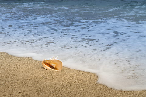 Close-up Photo of Conch Shell Next to Sandy Beach, ocean, sea HD wallpaper