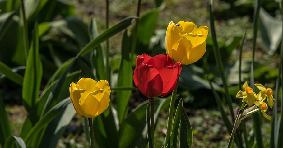 tulips, flower, spring, garden, nature, flora, flowers, frühlingsanfang HD wallpaper