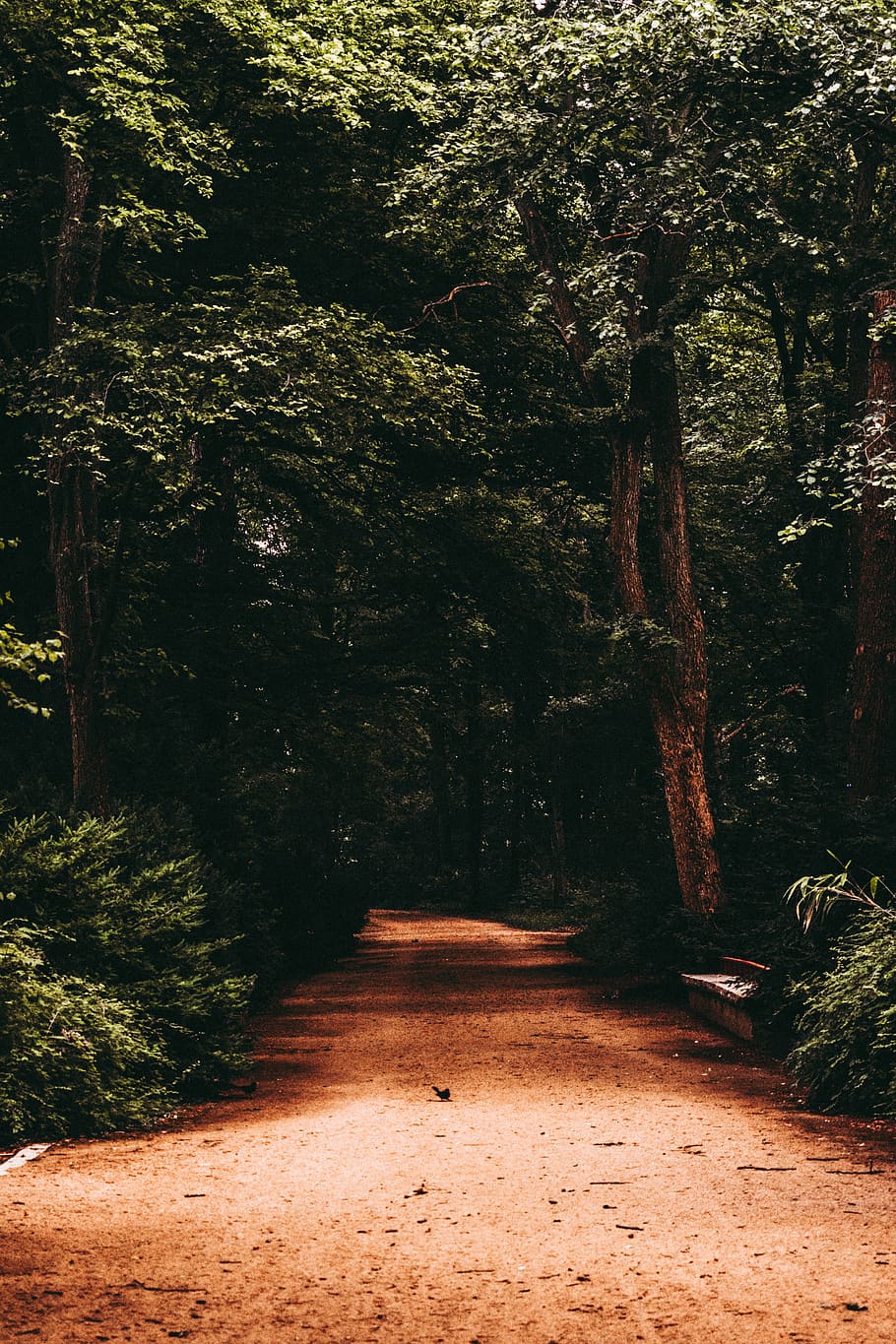Pathway Surrounded by Trees, dirt road, environment, evergreen HD wallpaper