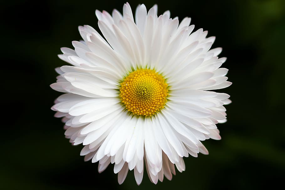 flower, white, petal, bloom, garden, plant, nature, autumn HD wallpaper