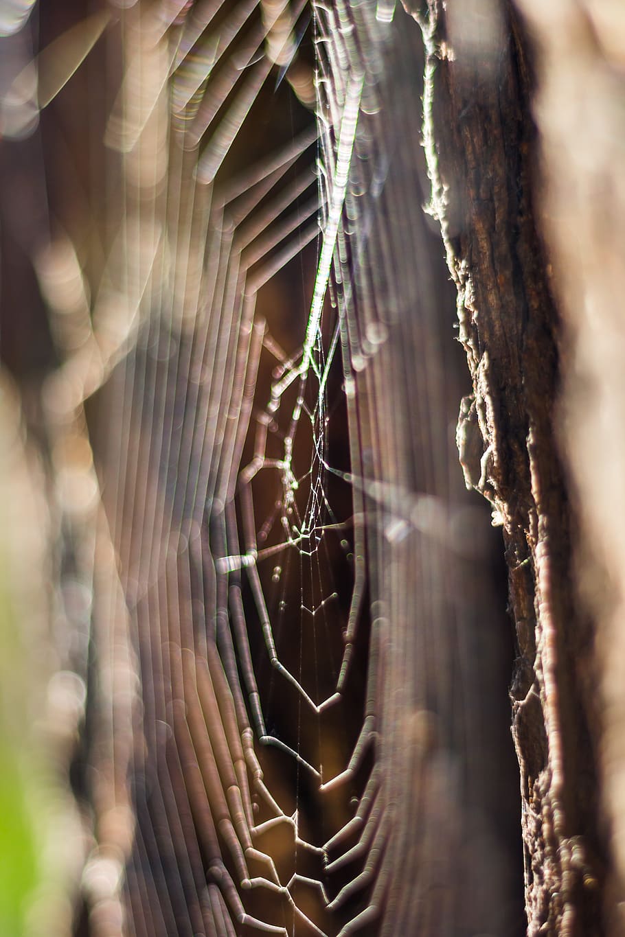 Closeup Photo of Spider Web, spider's web, spiderweb, close-up HD wallpaper