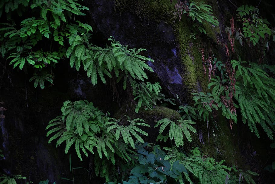Green Leafed Tree, leaves, plant, growth, green color, nature HD wallpaper
