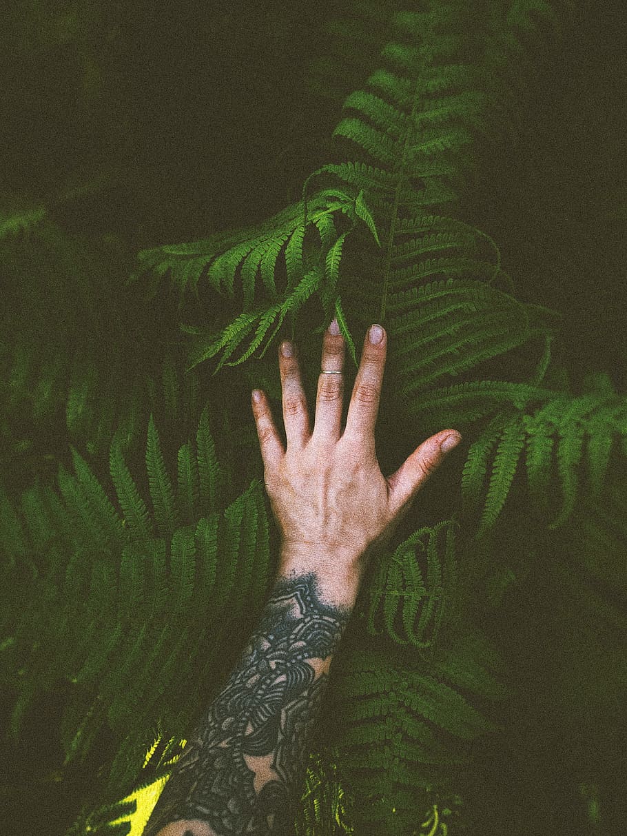 person holding green fern, hand, arm, plant, leaf, dark, caucasian HD wallpaper