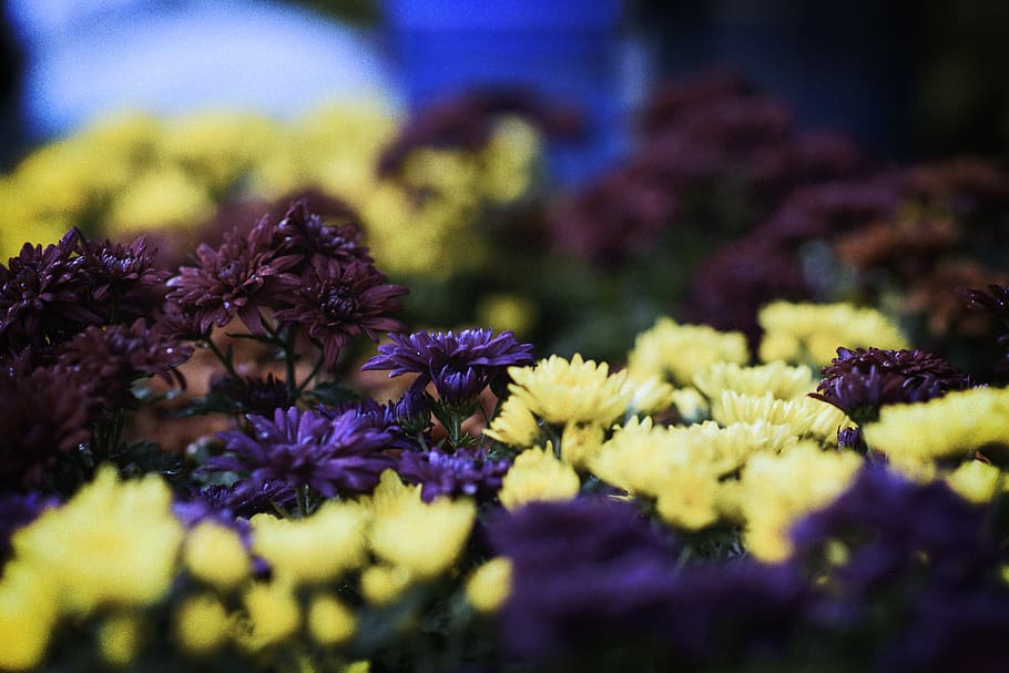 flower, flowering plant, freshness, selective focus, beauty in nature HD wallpaper