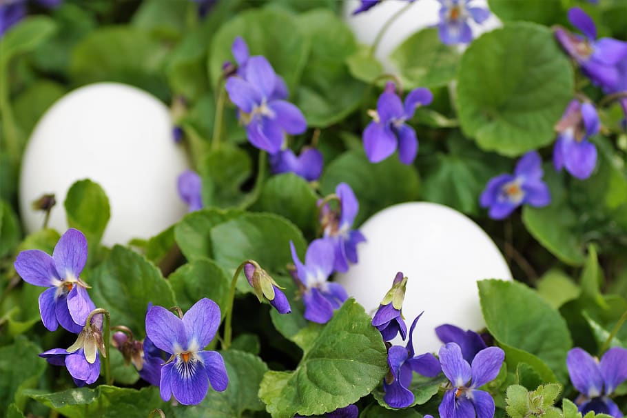 violets, eggs, white, easter, spring, vernal, holiday, the tradition of HD wallpaper