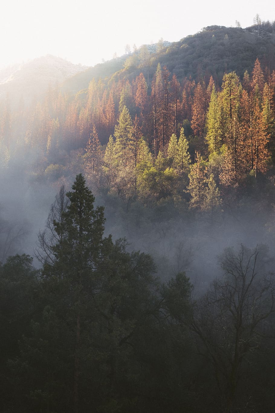 nature, mountain, trees, green, autumn, fall, leaves, plant HD wallpaper