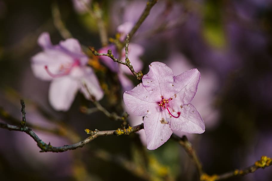 flower, plant, flowering plant, fragility, beauty in nature HD wallpaper