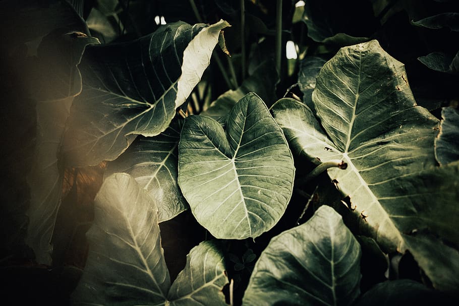 green-leafed plant, plant part, growth, close-up, nature, beauty in nature HD wallpaper