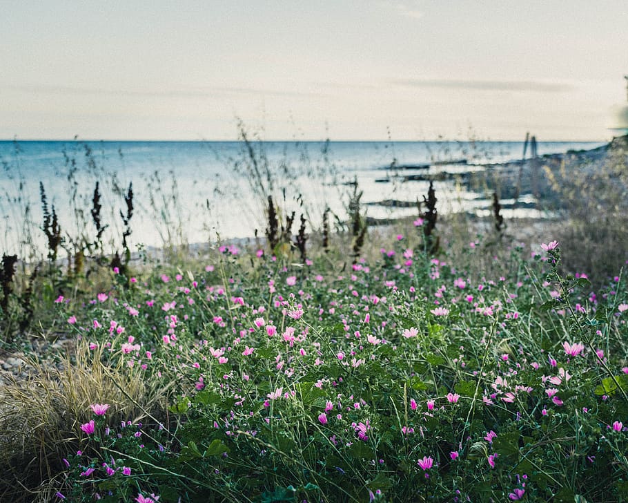 sea, landscape, beach, flowers, flowering plant, beauty in nature HD wallpaper