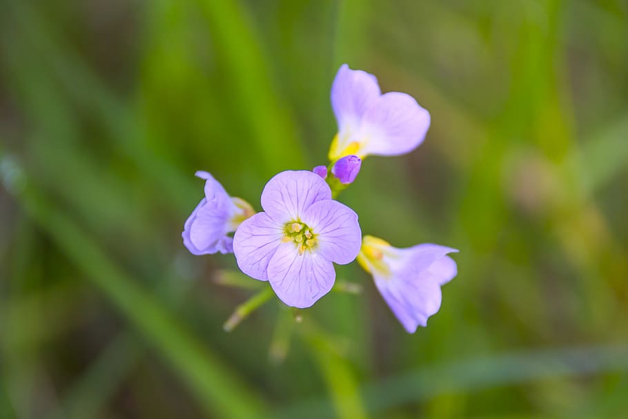 Purple Cluster Flowers Selective-focus Photography, background HD wallpaper