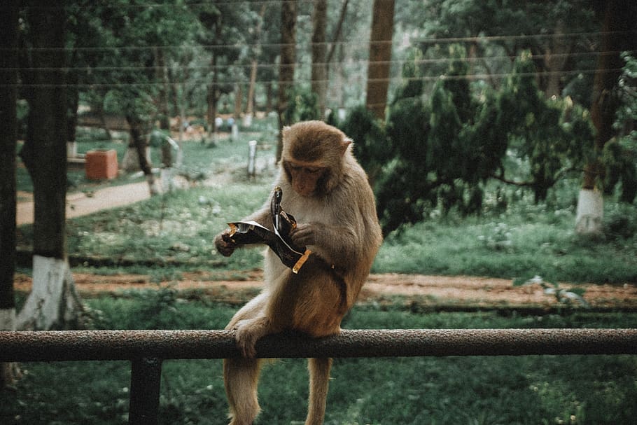 monkey, nature, animals, outdoor, monnkey eating, animal wildlife HD wallpaper