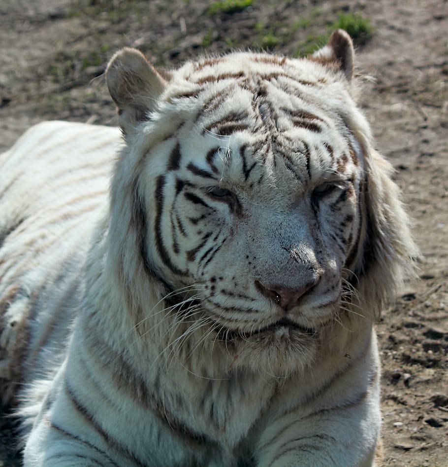 animal themes, tiger, animal wildlife, mammal, animals in the wild HD wallpaper