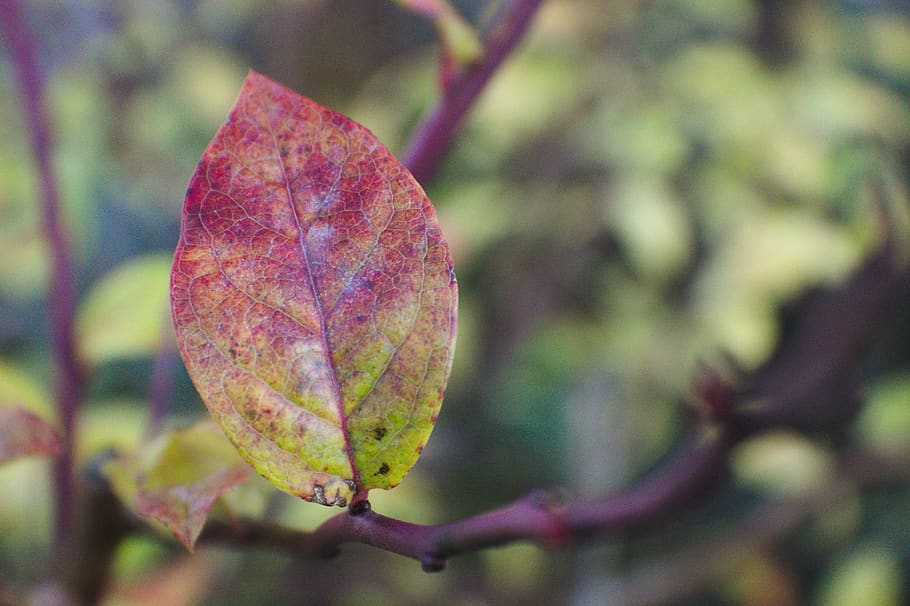leaf, autumn, nature, fall, bush, red, green, leaves, branches HD wallpaper
