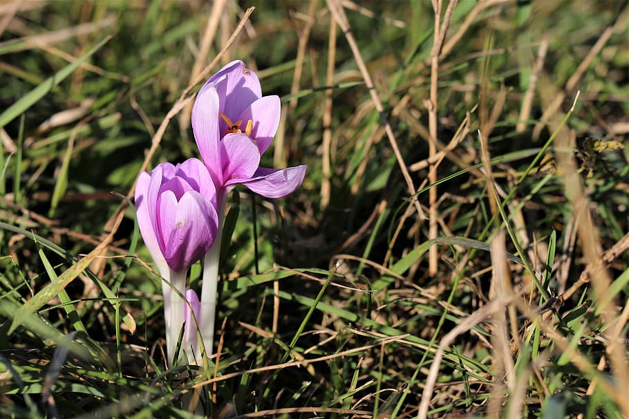 crocus, meadow, plant, blooming, violet, colorful, nature, outdoor HD wallpaper