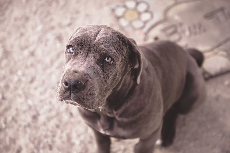 short-coated gray dog sitting, pet, animal, face, bokeh, mammal, HD wallpaper