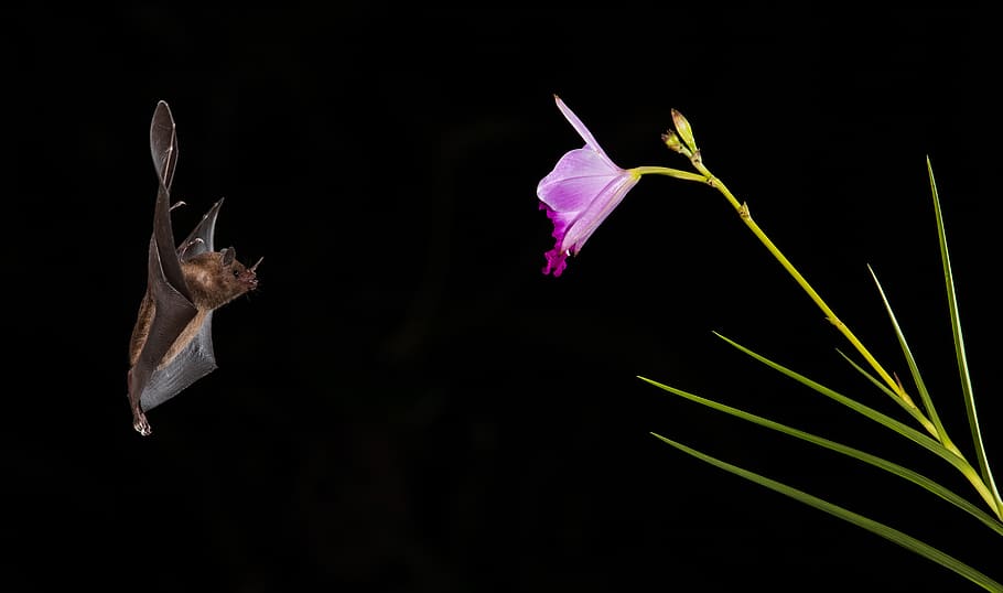 bat illustration, plant, flower, black background, beauty in nature