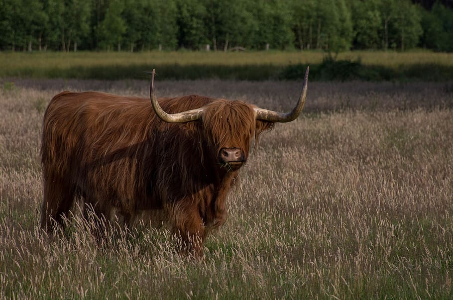 beef, mammals, field, meadows, farm, animal, animal themes HD wallpaper