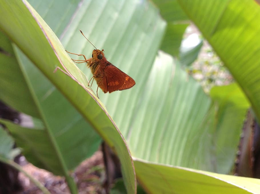 insects, plant part, leaf, invertebrate, animal themes, one animal HD wallpaper