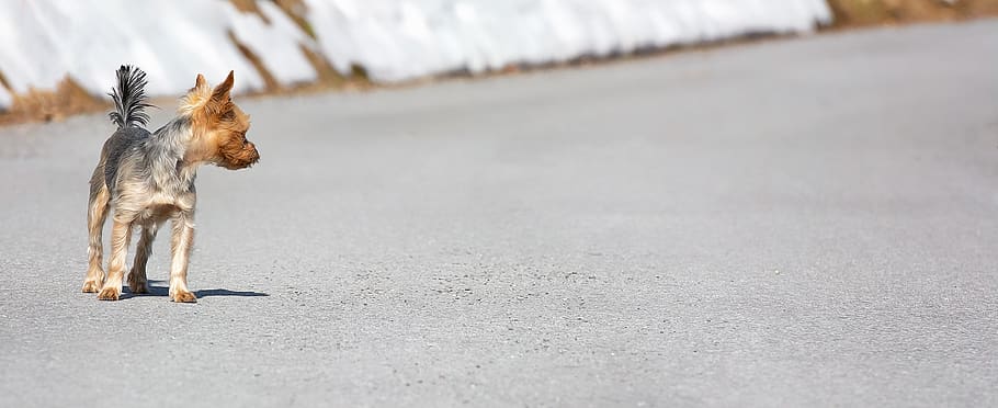 dog, small, out, away, road, animal, pet, yorki, terrier, small dog HD wallpaper
