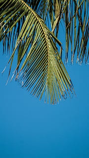accra, ghana, blue, tree, sky, low angle view, palm tree, green color HD wallpaper