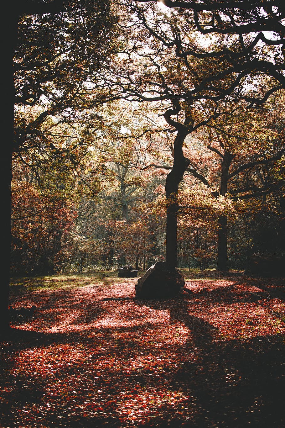 forest at daytime, tree, autumn, plant, change, nature, beauty in nature HD wallpaper