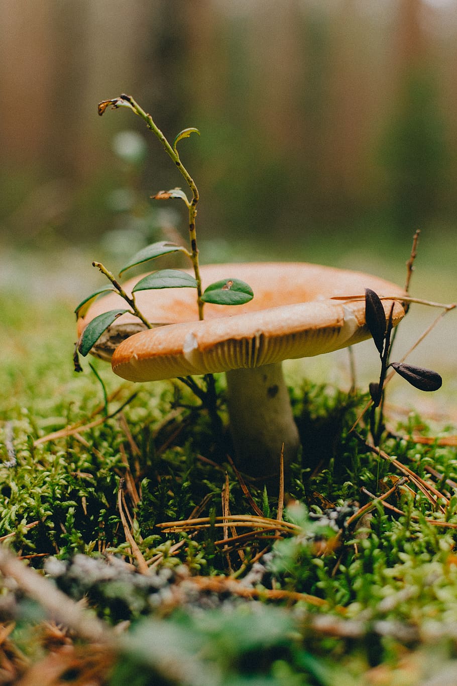 brown mushroom, plant, nature, selective focus, close-up, grass HD wallpaper