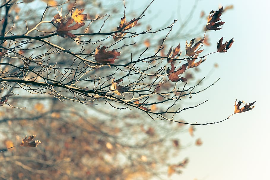 winter, leaves, background, blur, yellow leaves, tree, nature HD wallpaper