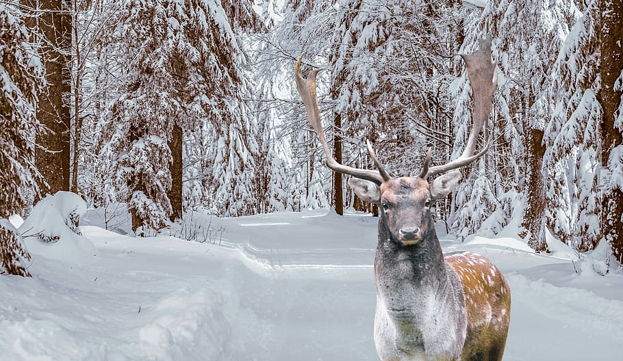 HD wallpaper: winter, deer, stag, animal, snow, scenic, landscape, cold,  season