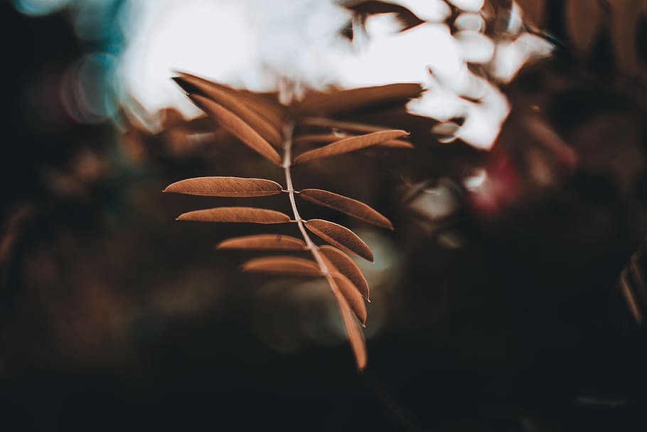 branch, tree, leaf, bokeh, blur, floral, close up, macro, nature HD wallpaper