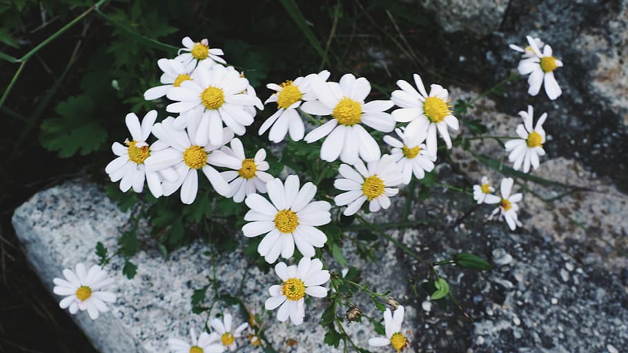 flower, flowering plant, vulnerability, freshness, fragility HD wallpaper