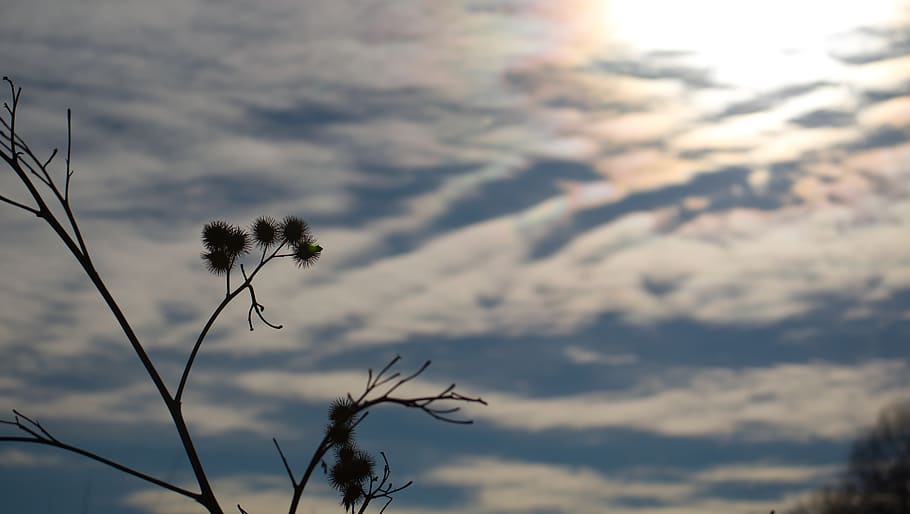 thistle, sky, nature, plant, flower, prickly, blue, grass, landscape HD wallpaper