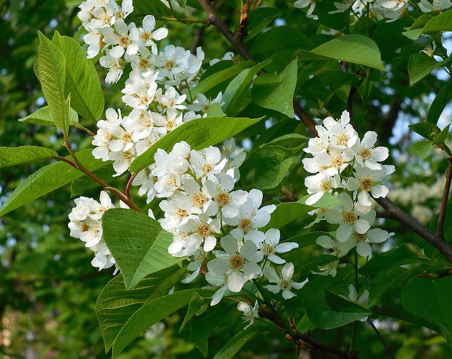 bird cherry, prunus, flowers, bush, whites, garden, flowering plant HD wallpaper