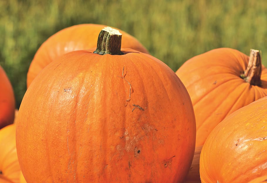 pumpkin, fruit, autumn, cucurbita maxima, choose, large, huge HD wallpaper