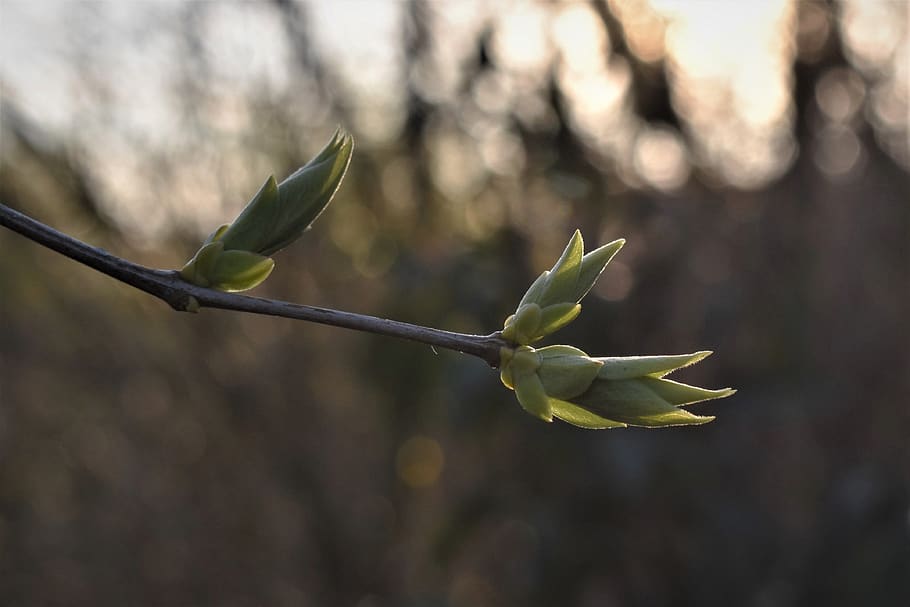 lilac, leaves, spring, backlighting, nature, plant, bush, petals HD wallpaper