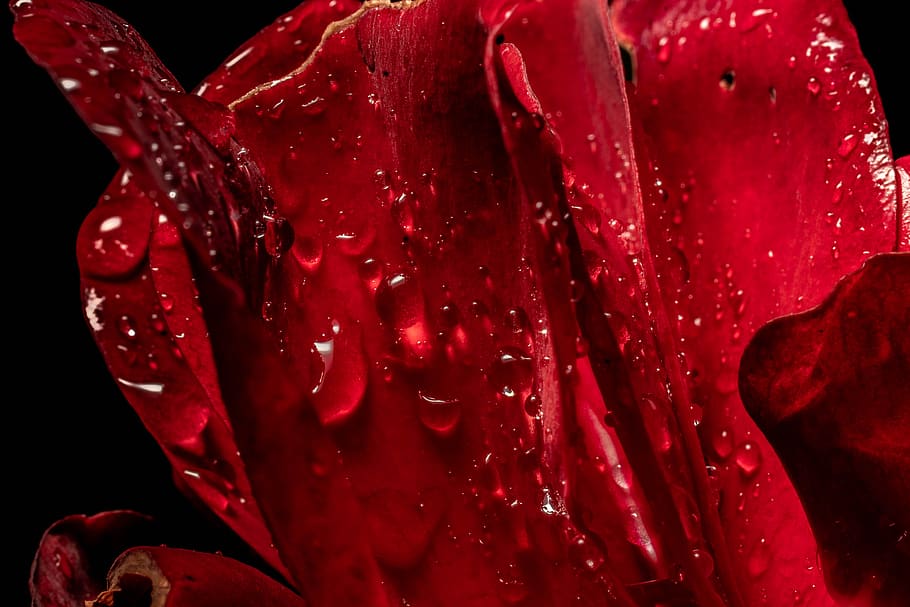 macro, rose, nature, flower, close up, blossom, bloom, plant HD wallpaper