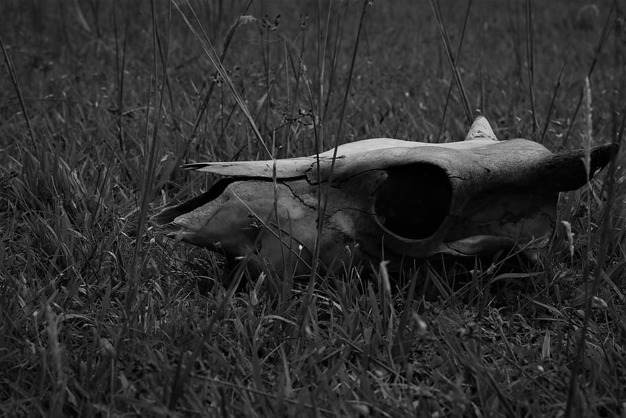 grass, land, field, plant, no people, nature, animal, day, animal body part HD wallpaper