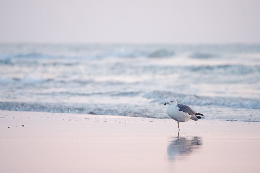 wave, sky, sea, bird, animal themes, water, beach, animals in the wild, HD wallpaper