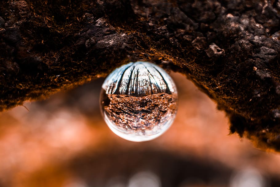 Selective Focus Photography of Water Dew, blurred background HD wallpaper