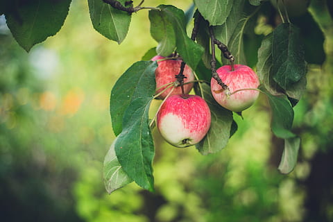 Apple tree, fruit, green, leaf, leaves, nature, outdoor, red HD wallpaper