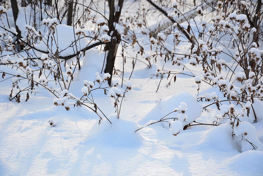 winter, snow, nature, grass, snowdrifts, dry grass, arctium HD wallpaper