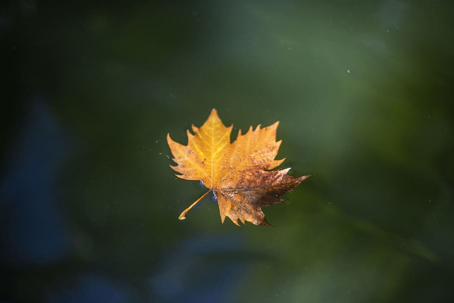 Maple Leaf on Water, blurred background, bright, close-up, colors HD wallpaper