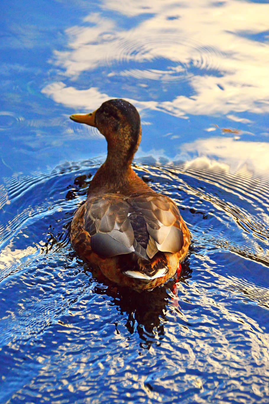 duck, wild ducks, beast, winged, bird, nature, water, feather HD wallpaper